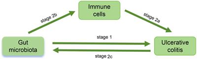 The causal relationship between immune cell-mediated gut microbiota and ulcerative colitis: a bidirectional two-sample, mediation Mendelian randomization analysis